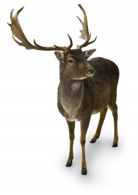 deer